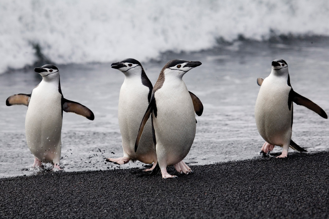 Silversea Cruises - Antarctica All Inclusive Silversea Cruises - Antarctica All Inclusive